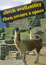 llamas at machu picchu